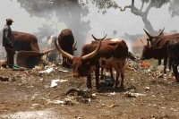 /album/uganda/picture-256-jpg/